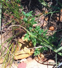 Trichodiadema strumosum