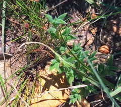 Trichodiadema strumosum