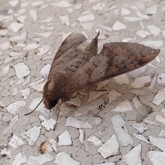 Lepidoptera