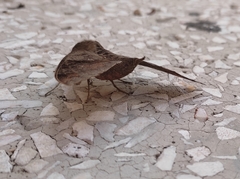 Lepidoptera