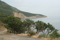 Fraxinus angustifolia oxycarpa