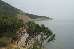 Fraxinus angustifolia oxycarpa