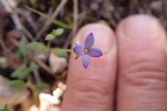 Houstonia pusilla