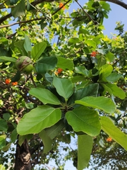 Cordia dodecandra