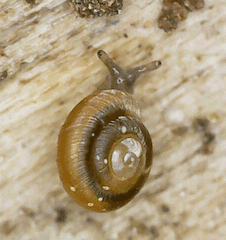 Punctum pygmaeum