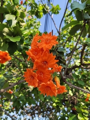 Cordia dodecandra