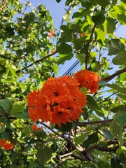 Cordia dodecandra