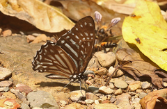 Graphium macareus