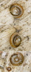 Punctum pygmaeum