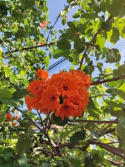 Cordia dodecandra