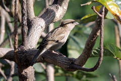 Passer domesticus