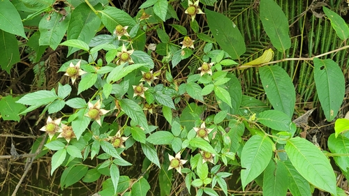 Rubus cardotii iNat (2)
