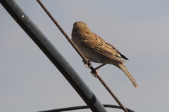 Passer domesticus