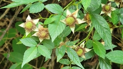 Rubus cardotii