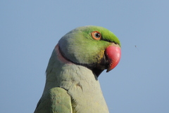 Psittacula krameri