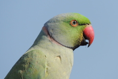 Psittacula krameri