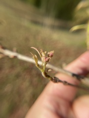 Andricus quercusutriculus