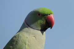 Psittacula krameri