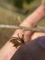 Andricus quercusutriculus