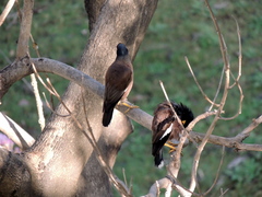 Acridotheres tristis