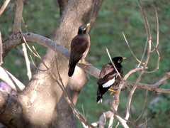 Acridotheres tristis