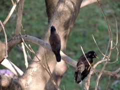 Acridotheres tristis