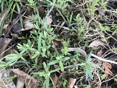 Dianthus gratianopolitanus
