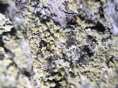 Hypocenomyce scalaris