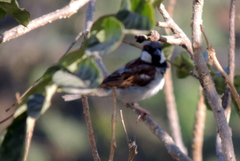Passer domesticus