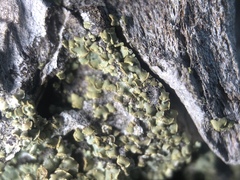 Hypocenomyce scalaris