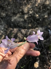 Gladiolus martleyi