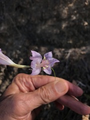 Gladiolus martleyi