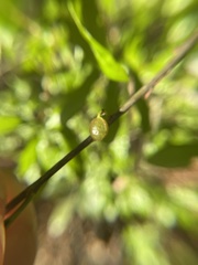 Dryocosmus quercuslaurifoliae