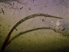 Siphonognathus argyrophanes