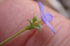 Houstonia pusilla