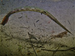 Siphonognathus argyrophanes