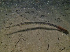 Siphonognathus argyrophanes