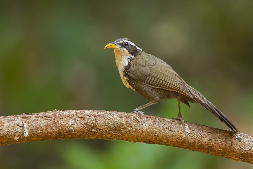 Indian Scimitar-Babbler (Pomatorhinus horsfieldii) photo