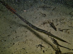 Siphonognathus argyrophanes