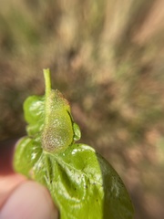 Neuroterus quercusirregularis