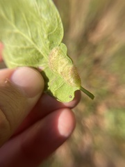 Neuroterus quercusirregularis