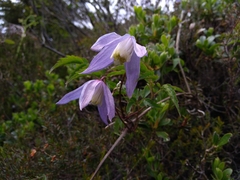Clematis alpina