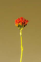 Kalanchoe rotundifolia