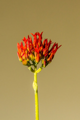 Kalanchoe rotundifolia