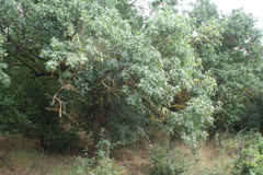 Fraxinus angustifolia oxycarpa