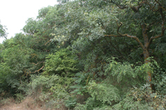 Fraxinus angustifolia oxycarpa