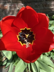 Tulipa