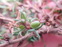 Cliffortia ramosissima