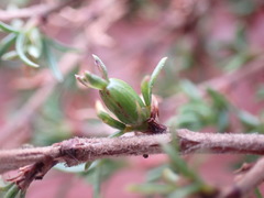 Cliffortia ramosissima