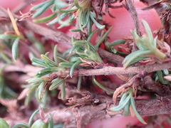 Cliffortia ramosissima